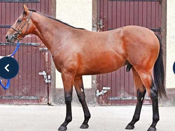 Horses doing nicely