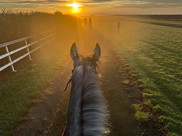 Cooler Weather - Horses running well