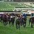 Cheltenham - Final Days Tip